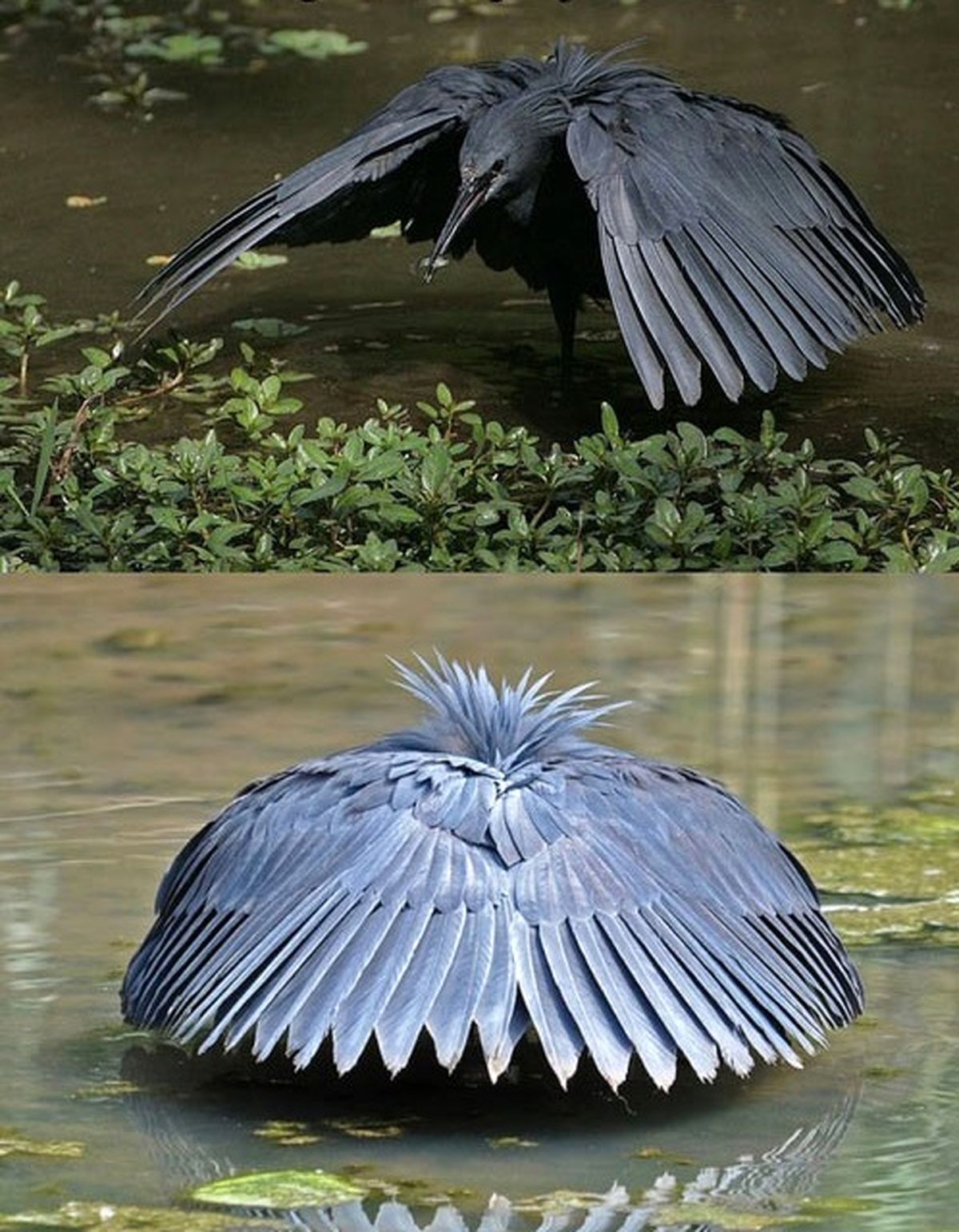 عکس/ حواصیل سیاه