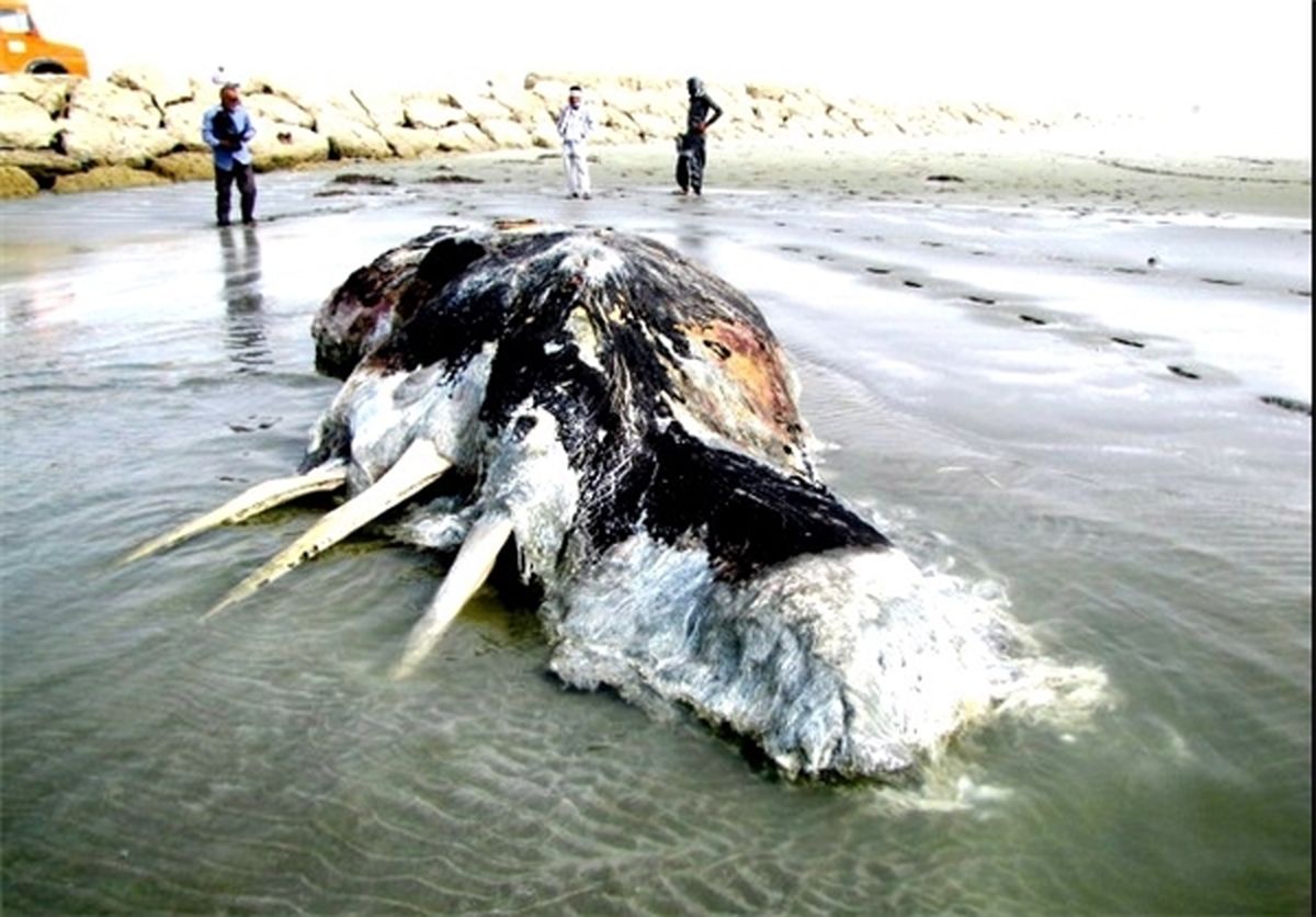 به‌گل‌نشستن‌نهنگ6متری‌در‌ساحل‌جاسک/عکس