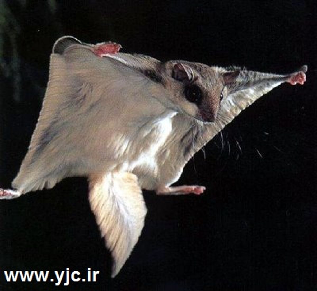 عجیب ترین موجودات پرنده