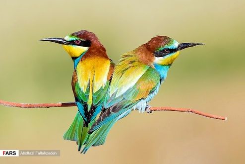 تصاویر: حیات وحش «ایران»
