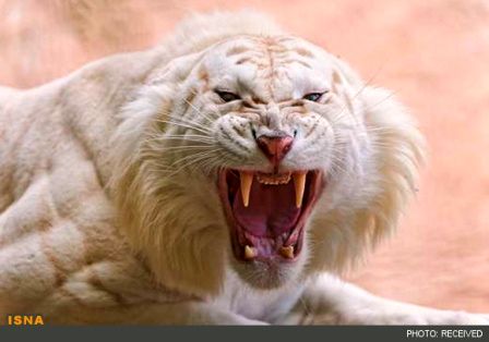 اين عكس را حتما ببينيد !