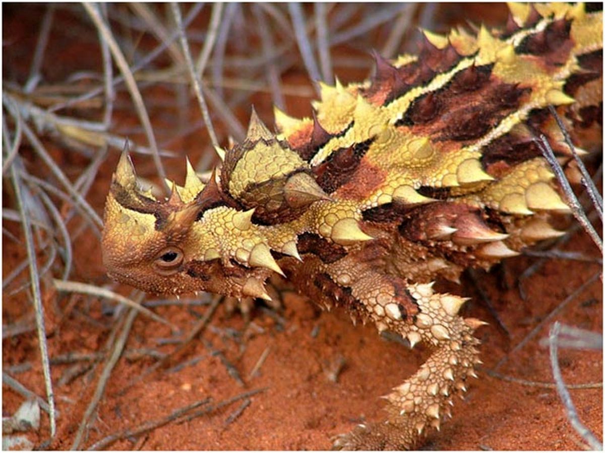 عجیب‌ترین حیوانات استرالیا+تصاویر