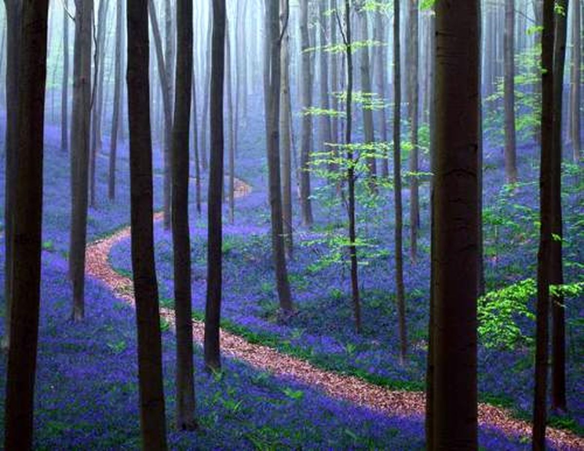 جنگل آبی دیده اید؟/عکس