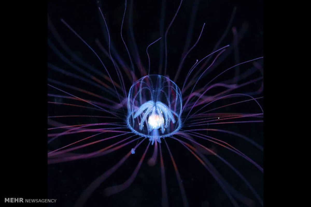 تصاویر میکروسکوپی از زندگی پلانکتون ها در زیر آب