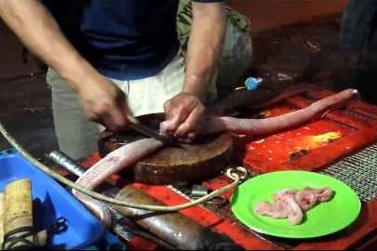 مار هنگام پخت آشپز را کشت/عکس