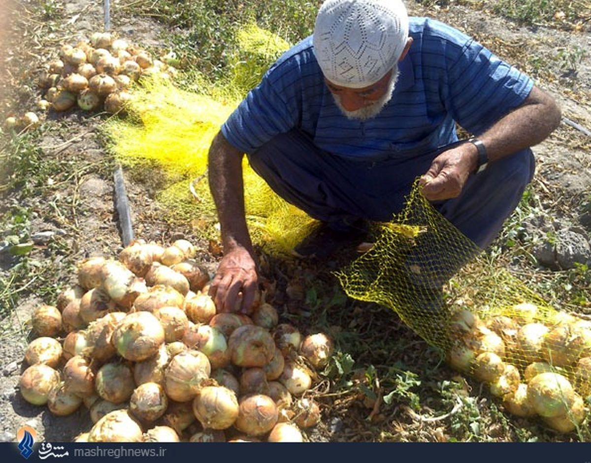 عکس/ برای یک لقمه نون حلال