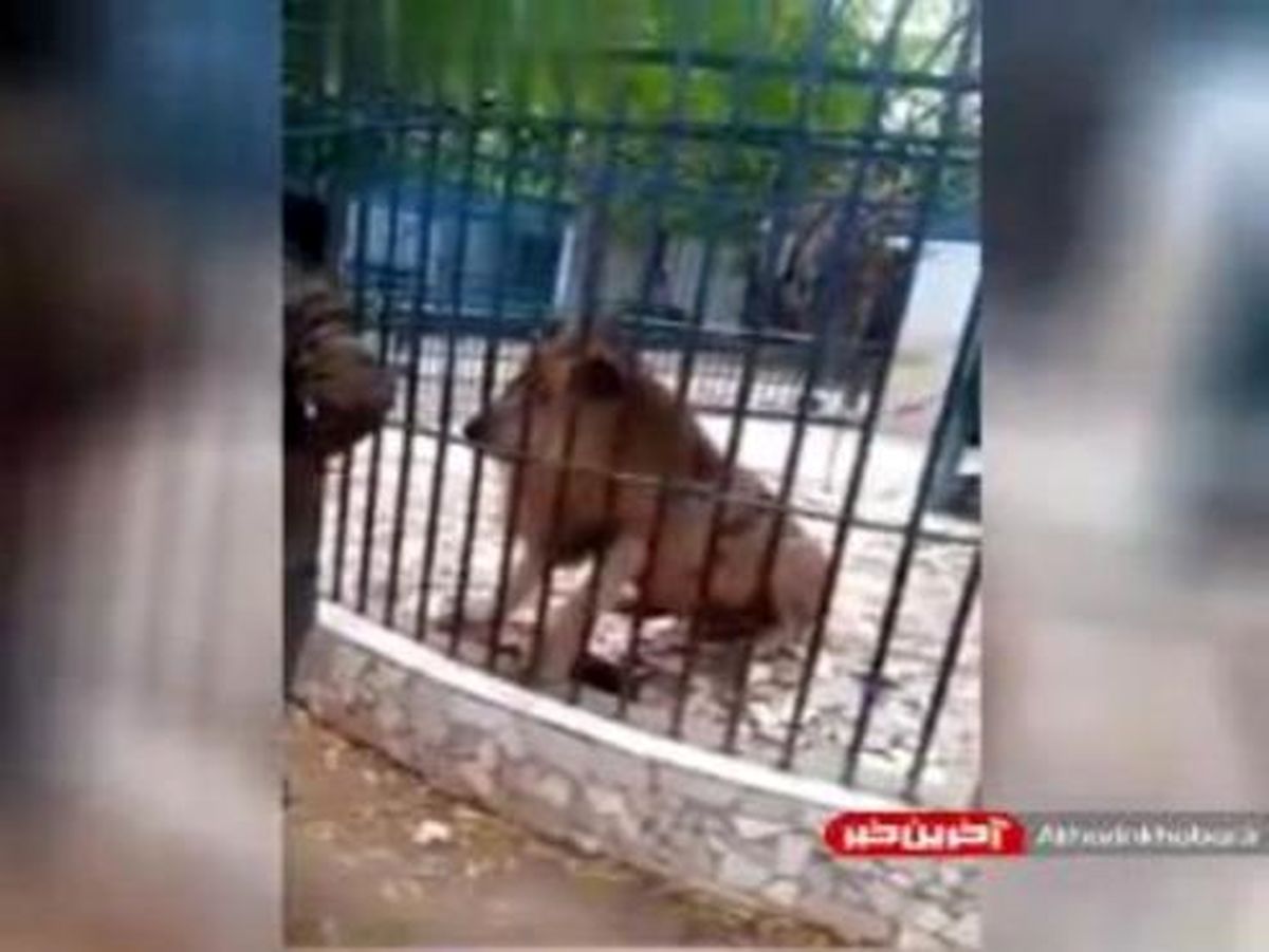 حرکت عجیب یک بازدید کننده در باغ وحش! +فیلم