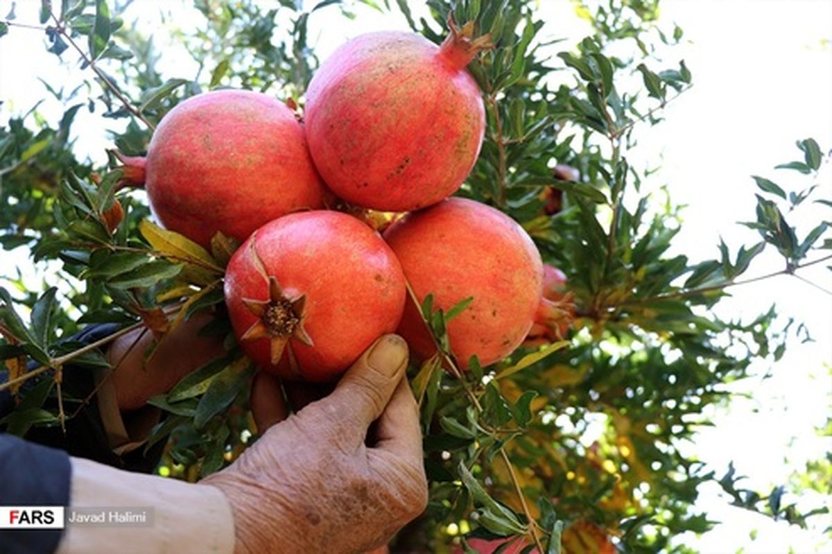 تصاویر: انار پیشوا