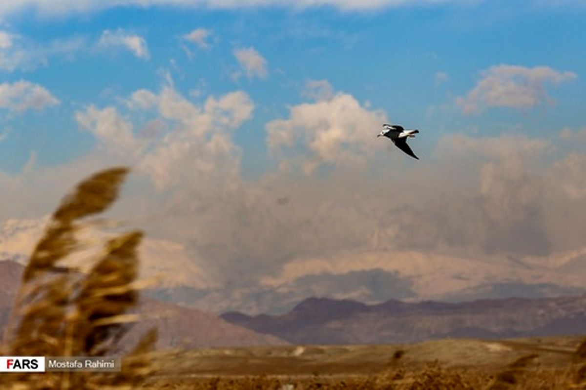 تصاویر: پرواز زمستانی در تالاب جنوب تهران