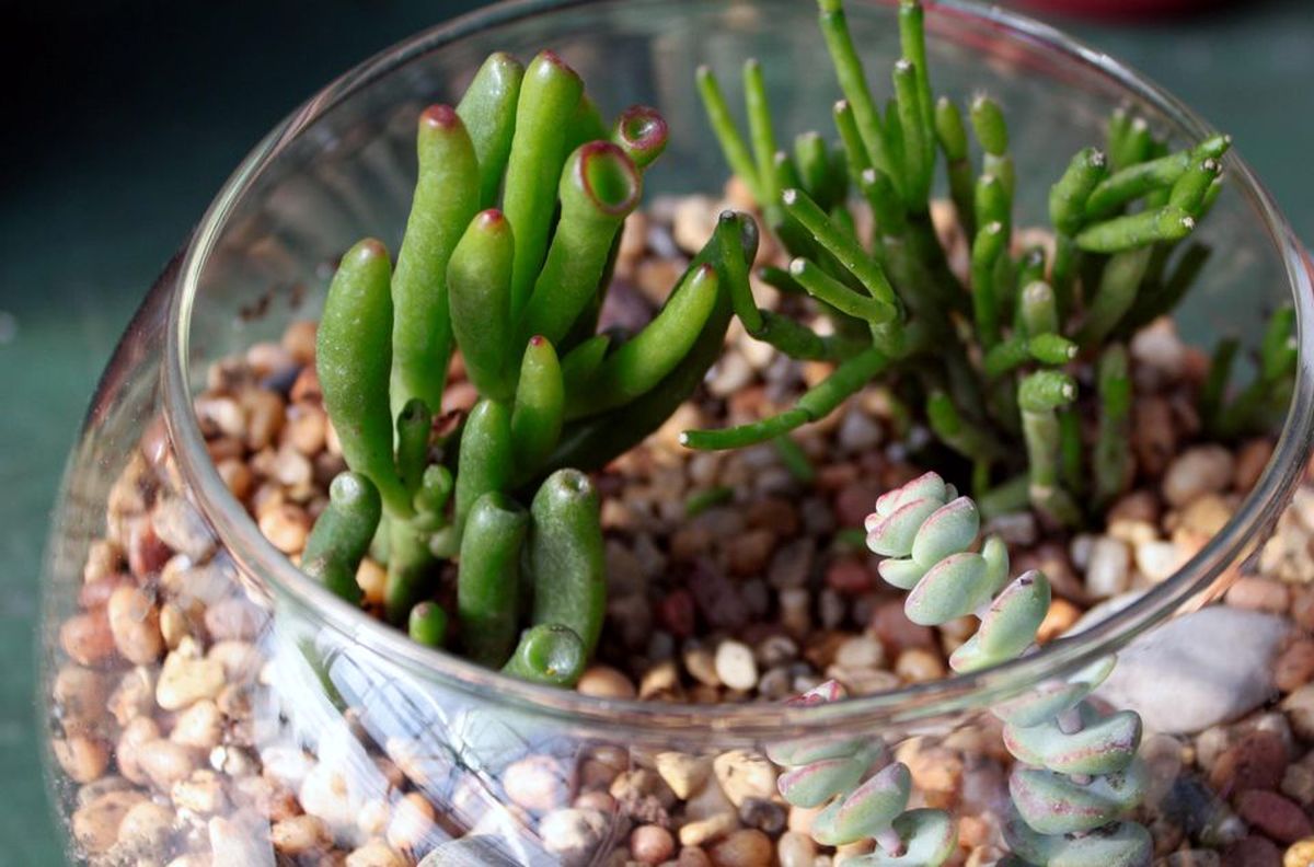 چطور در خانه کاکتوس نعل اسبی پرورش دهیم