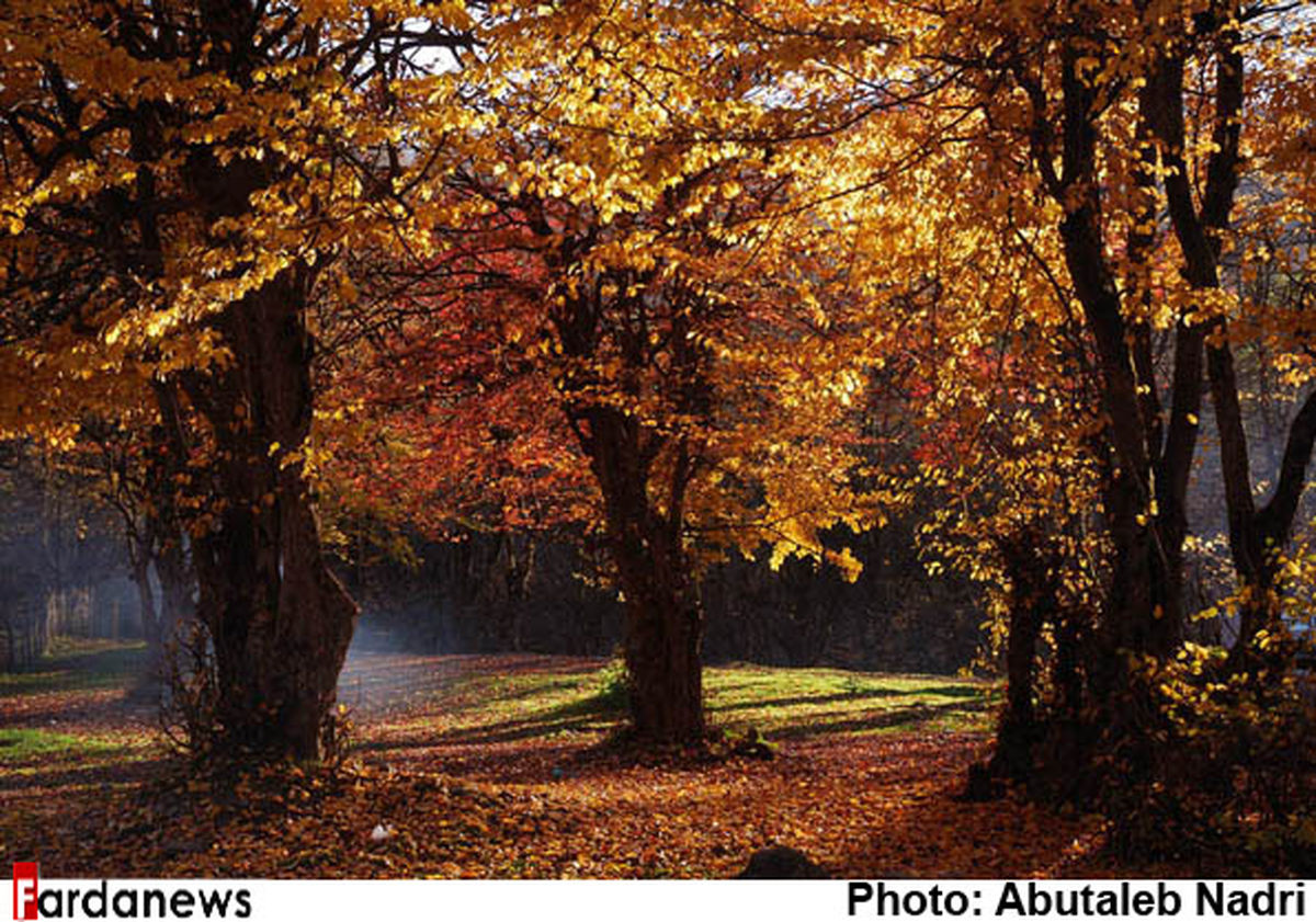 آخرین نفس پاییز