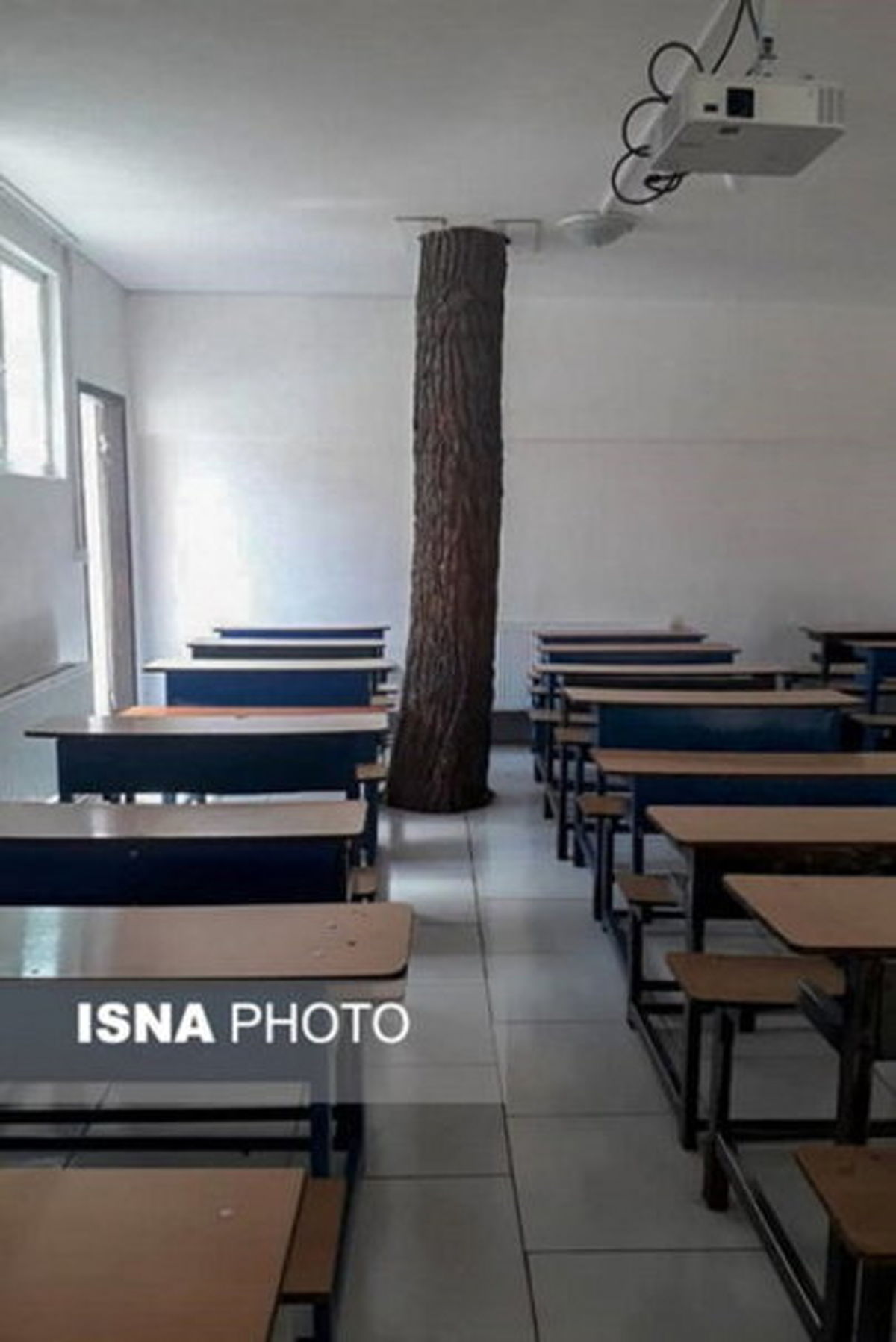 درختی که با دانش‌آموزان درس می‌خواند +تصاویر