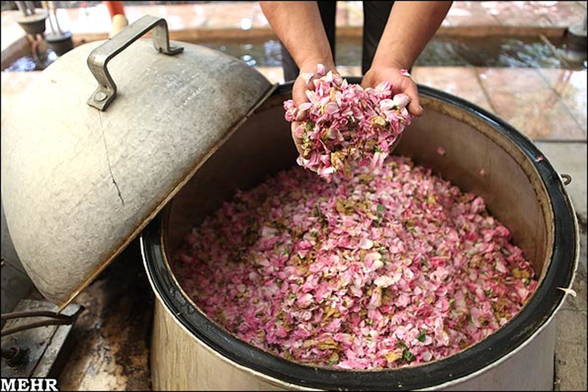 برداشت گل محمدی و گلاب گیری