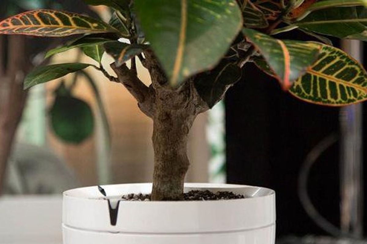 گلدانی که آب هم می‌دهد/تصاویر