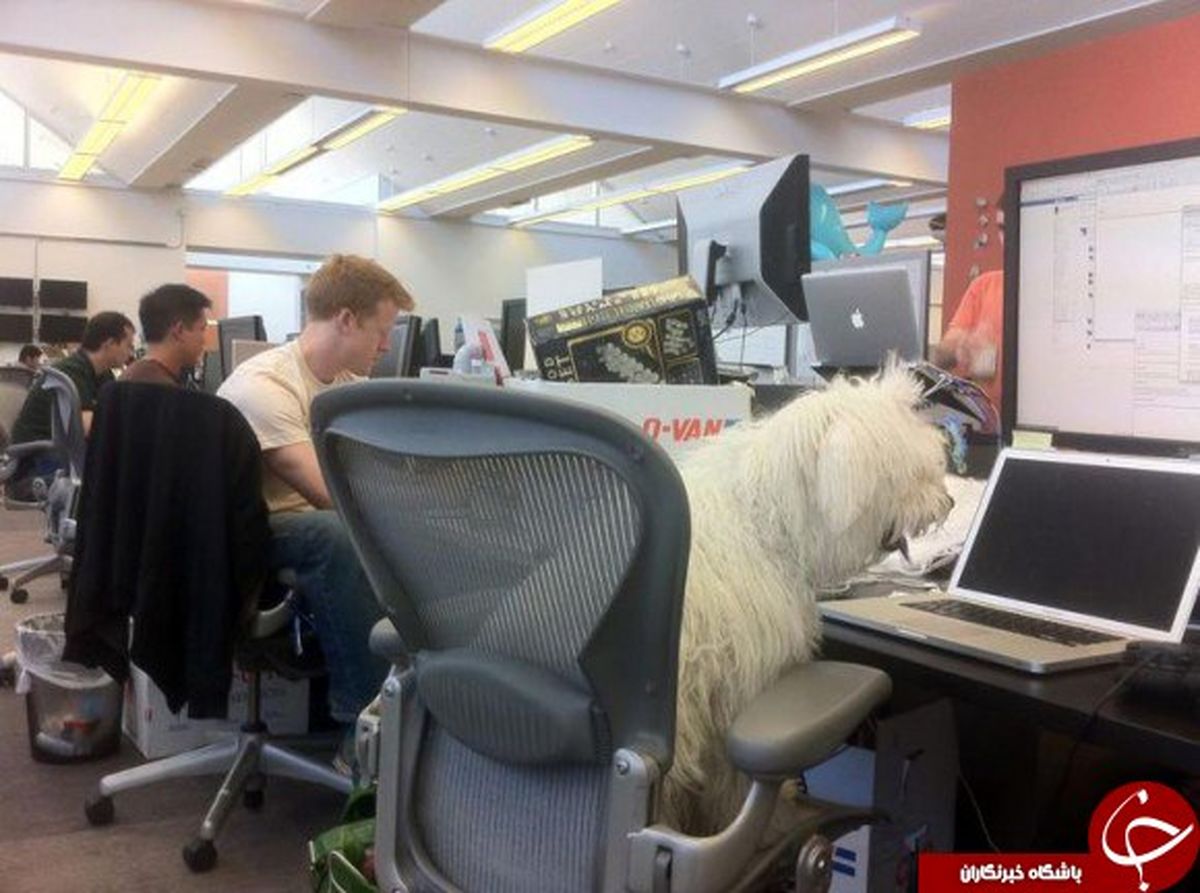 سگ موسس فیسبوک پشت میز کارش +عکس