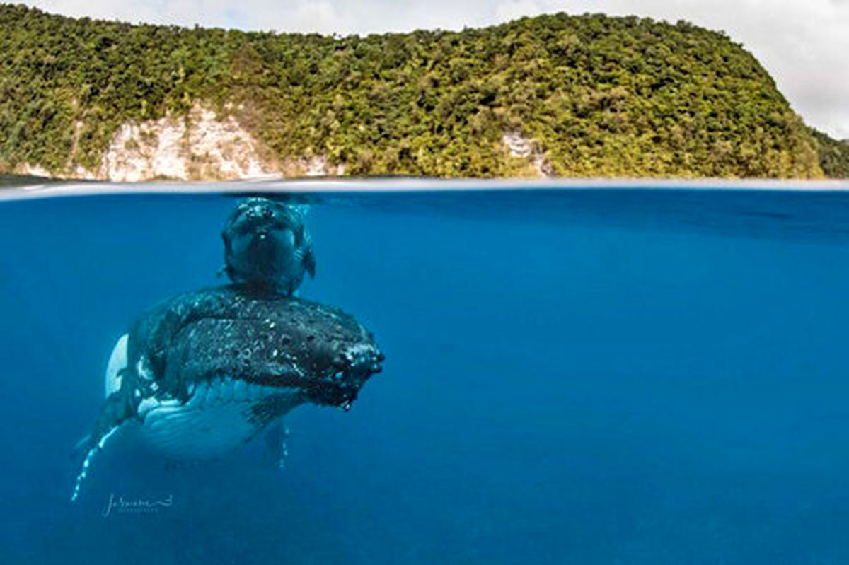 عکس: گران‌ترین تصویرِ جهان از نهنگ گوژپشت و نوزادش