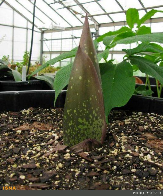 متعفنترین گل جهان شکوفا شد /عکس