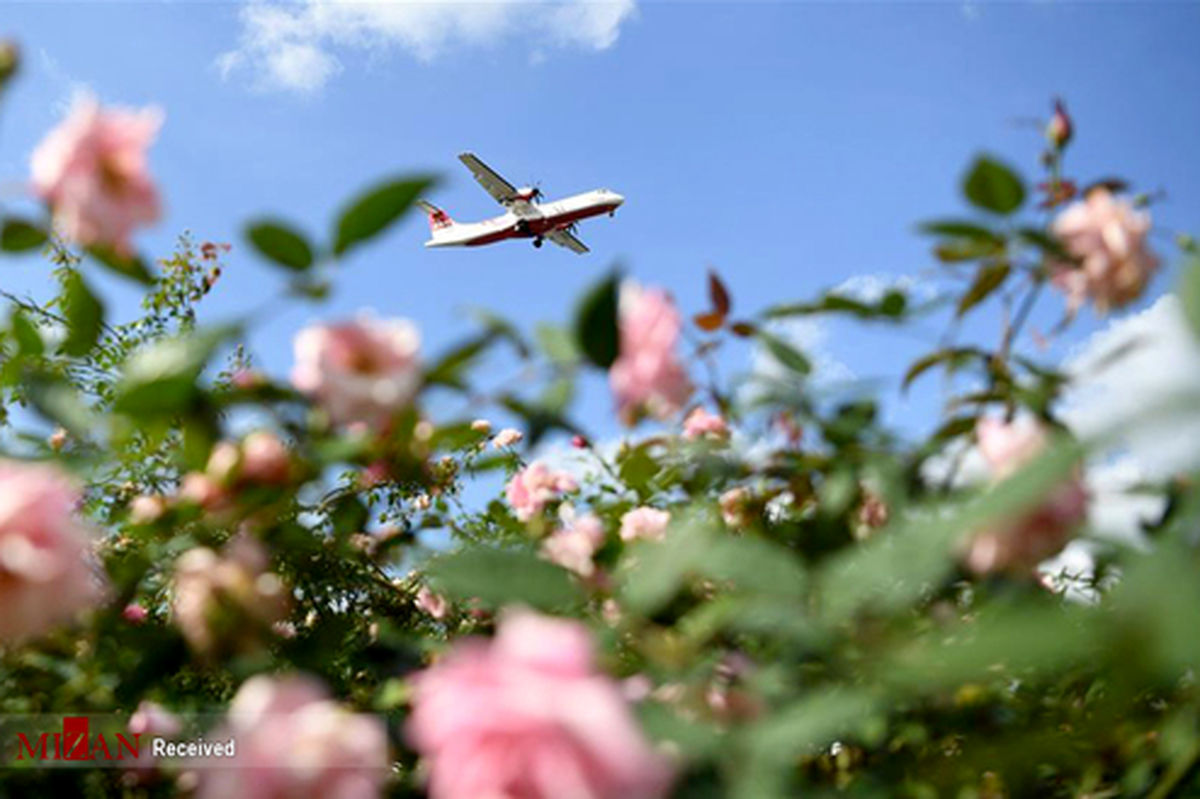 تصاویر: نمایشگاه گل‌های رز در چین