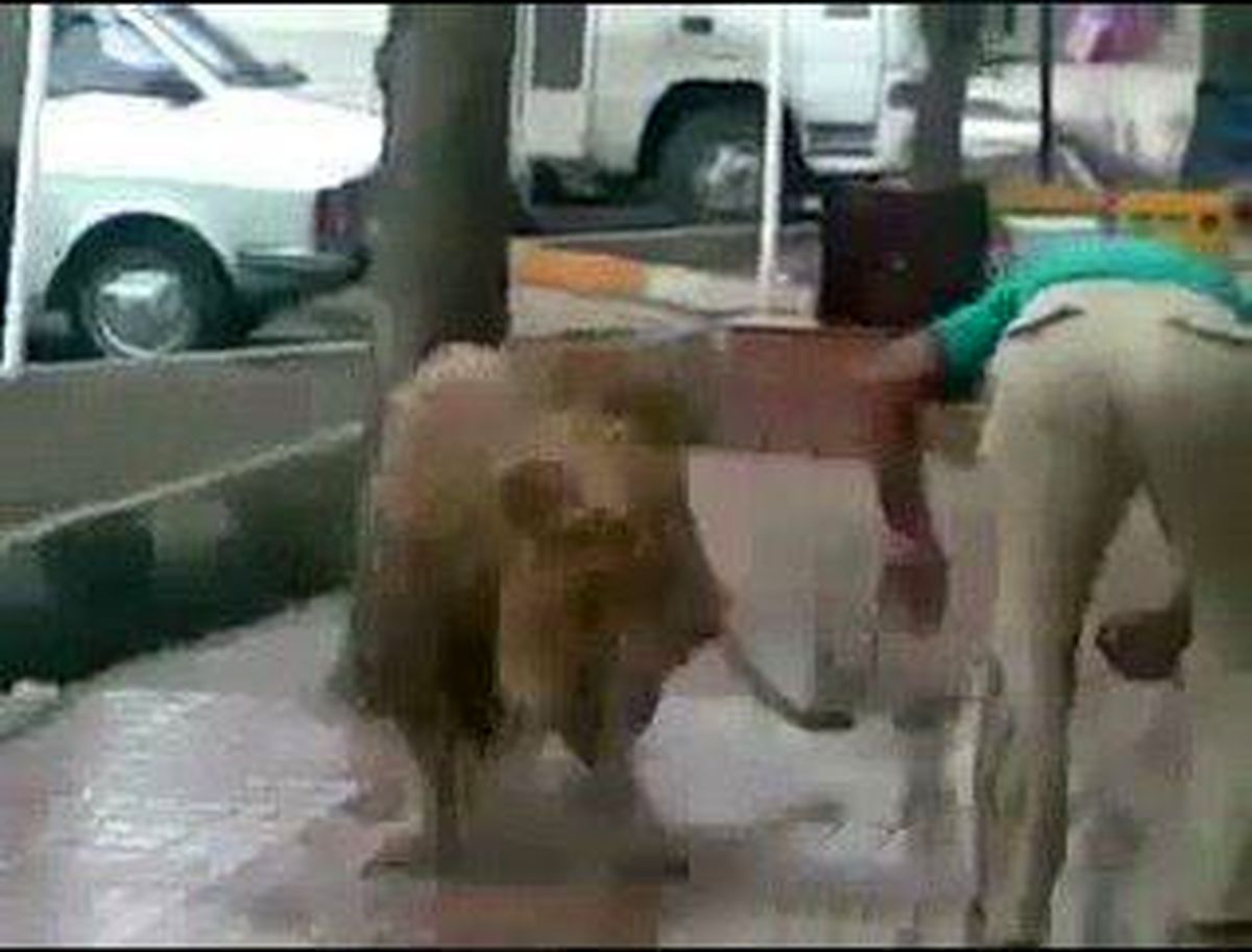 ماجرای شستن شیر درنده در خیابانی در تهران +عکس
