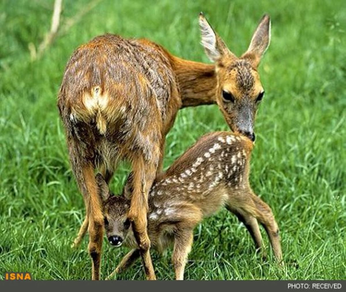 "شوکا"کوچکترین گوزن ایرانی/عکس