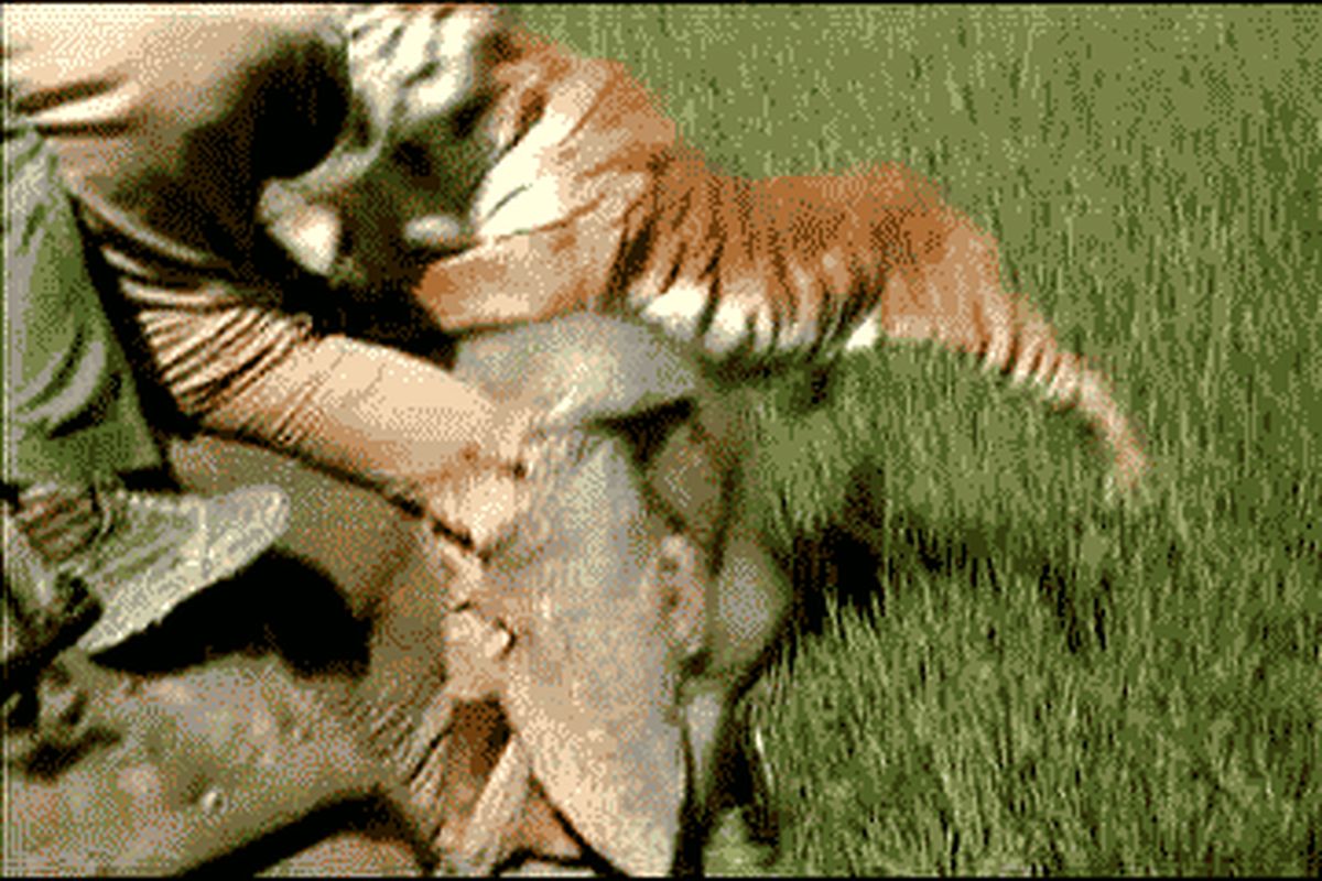 حمله ببر به انسان/تصویر متحرک