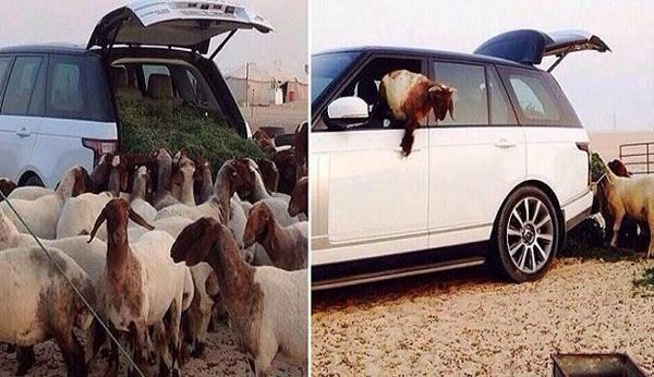 تبدیل خودرو نیم میلیاردی به آغل!/عکس