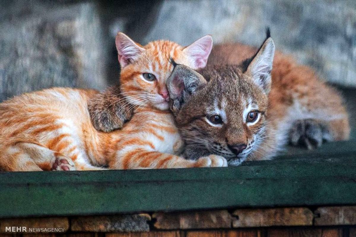 تصاویر: دوستی های عجیب حیوانات