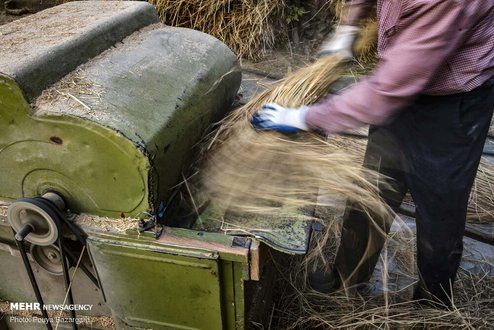 تصاویر: خرمن کوبی برنج به روش قدیمی