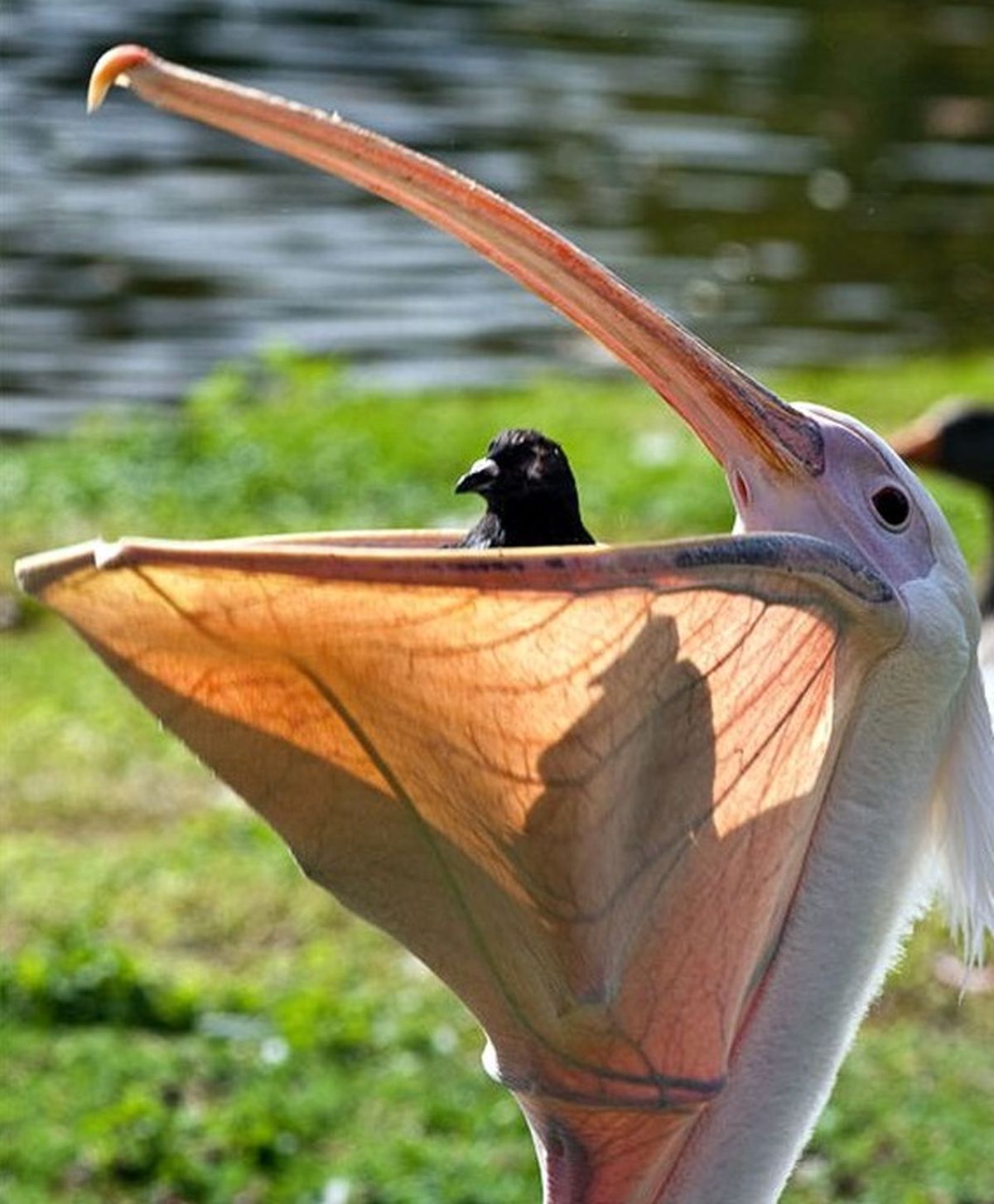 بدون شرح/عکس