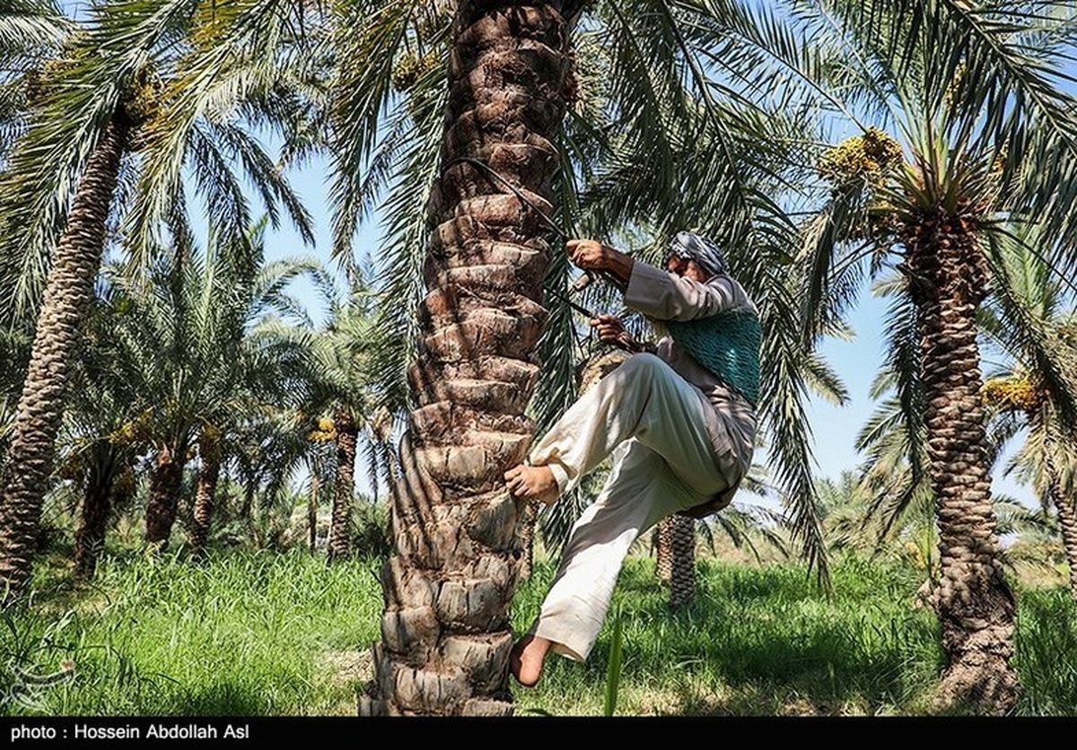 تصاویر: نحوه برداشت خارک و رطب  در آبادان