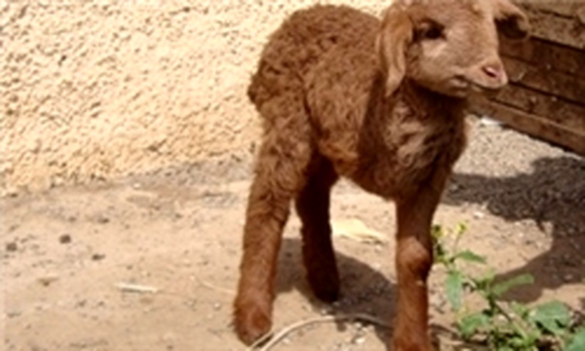 تولد گوسفند تک دست/ عکس