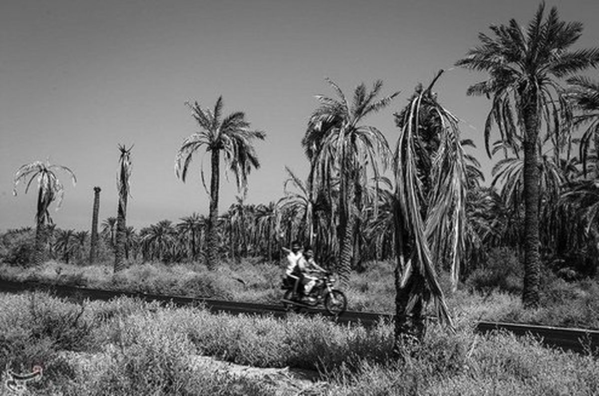 تصاویر: مرگ در یک قدمی نخلستانهای شادگان