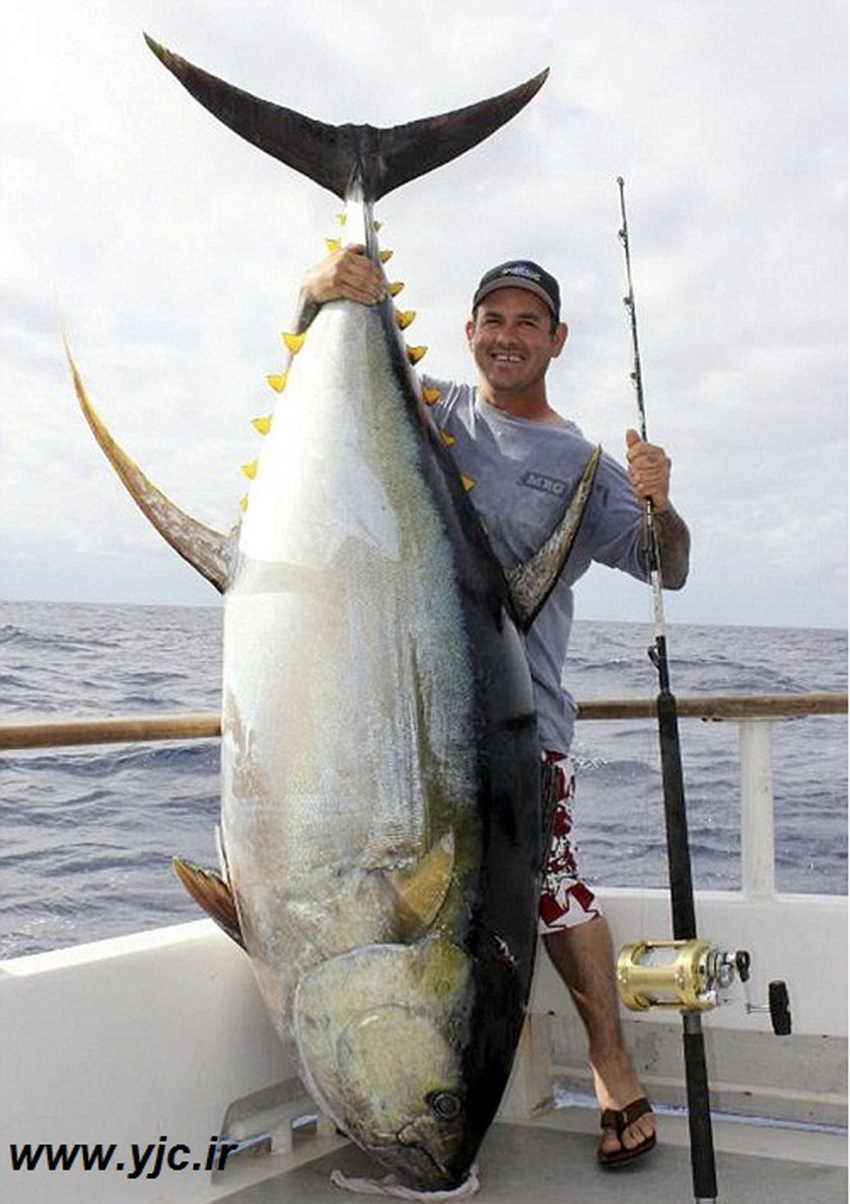 صید بزرگترین ماهی تن/ عکس