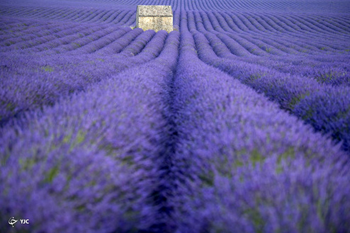 عکس های منتخب هفته از جهان