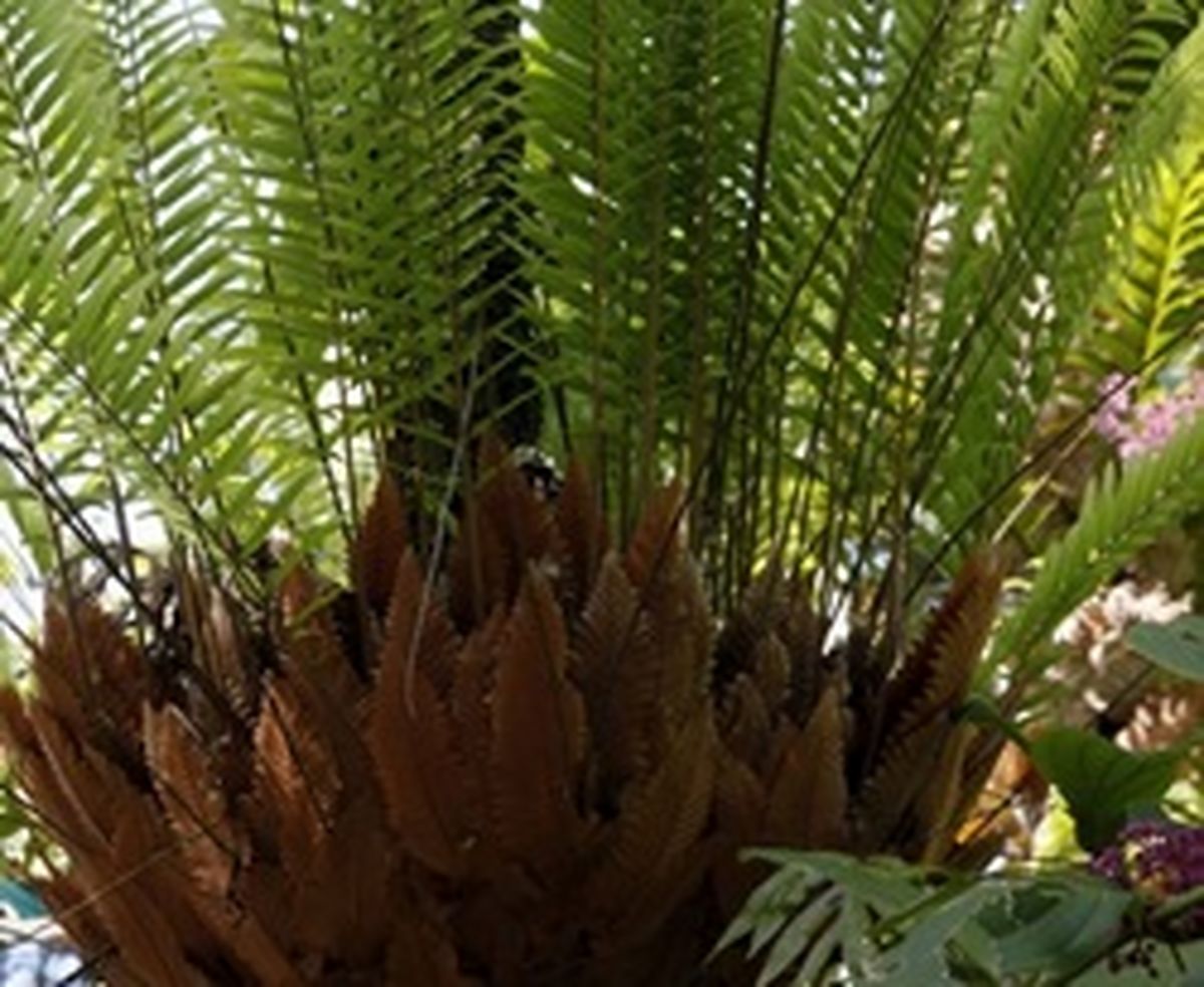 سرخس دریناریا گیاهی بسیار چشمگیر