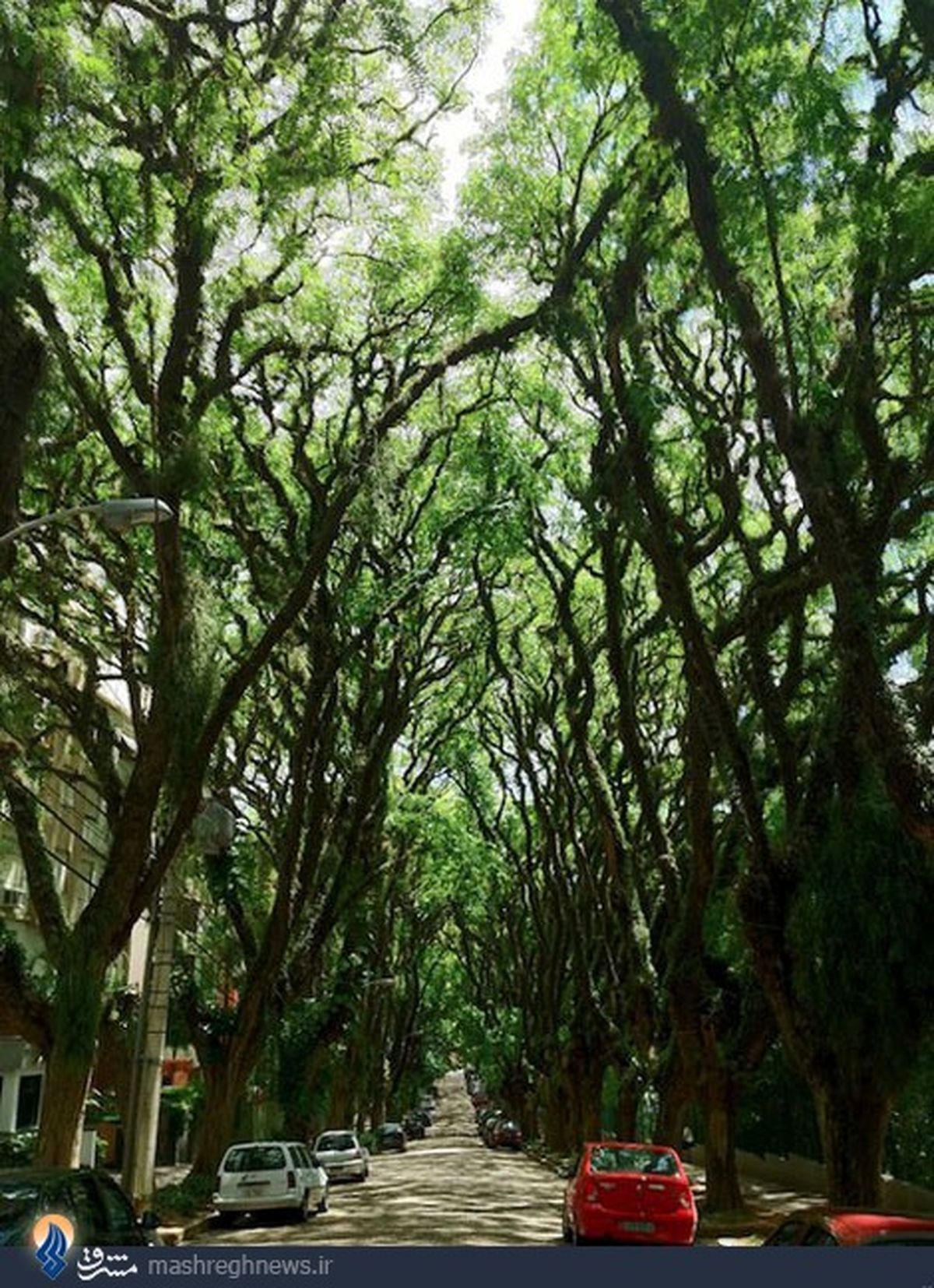 سرسبزترین خیابان دنیا/تصاویر