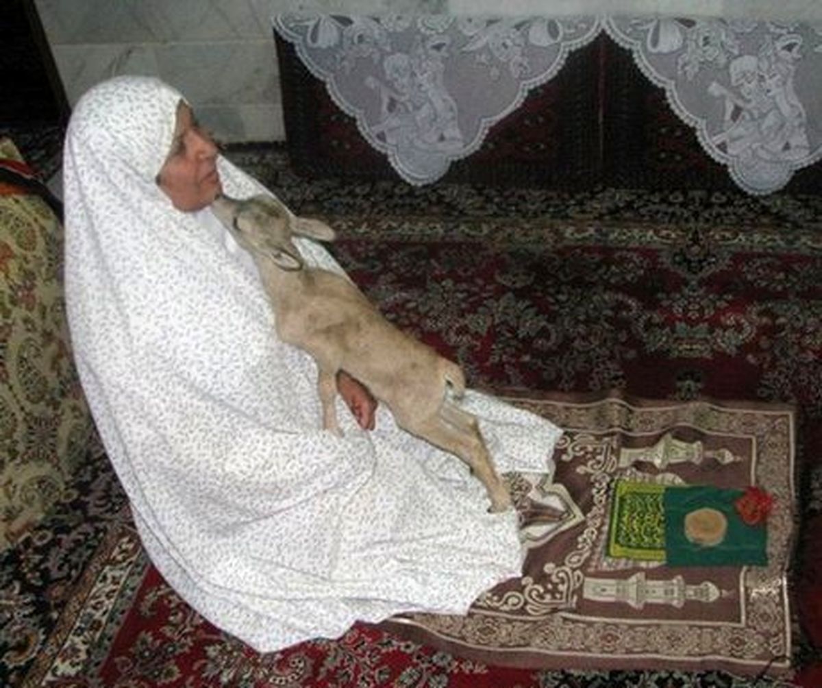 تصویری زیبا از محبت بچه آهو