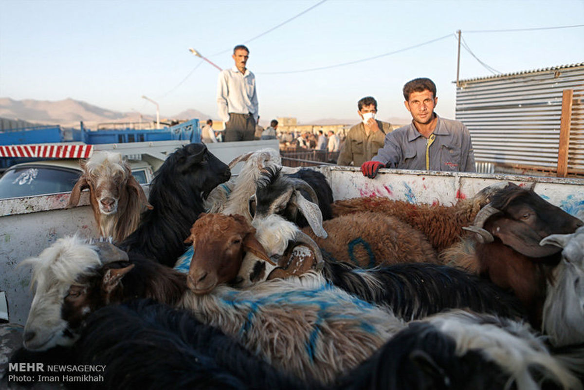 گزارش تصویری: بازار خرید وفروش دام در آستانه عید قربان