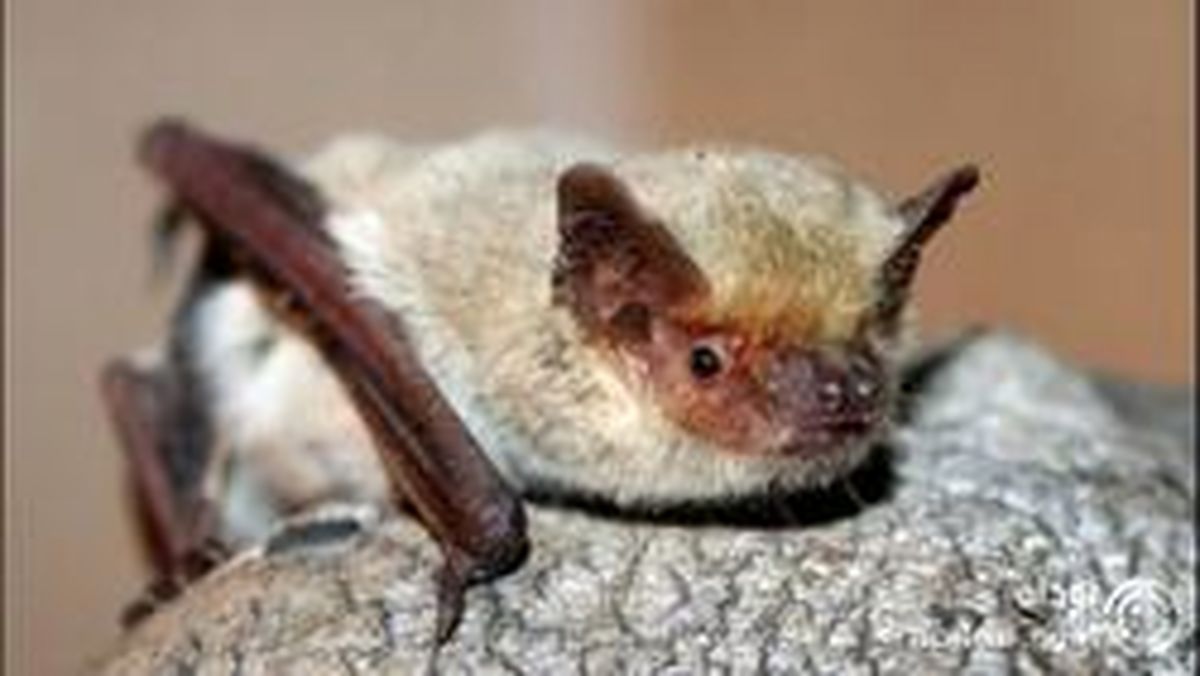 رویت خفاش بال سفید در یزد برای اولین بار! +عکس