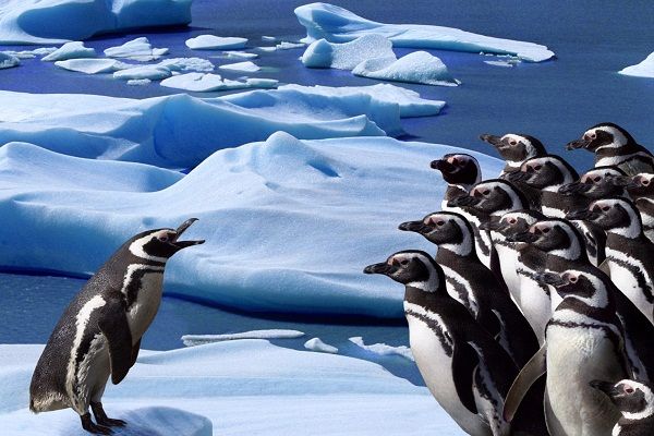 عکس/به نظر شما چی داره می گه؟!