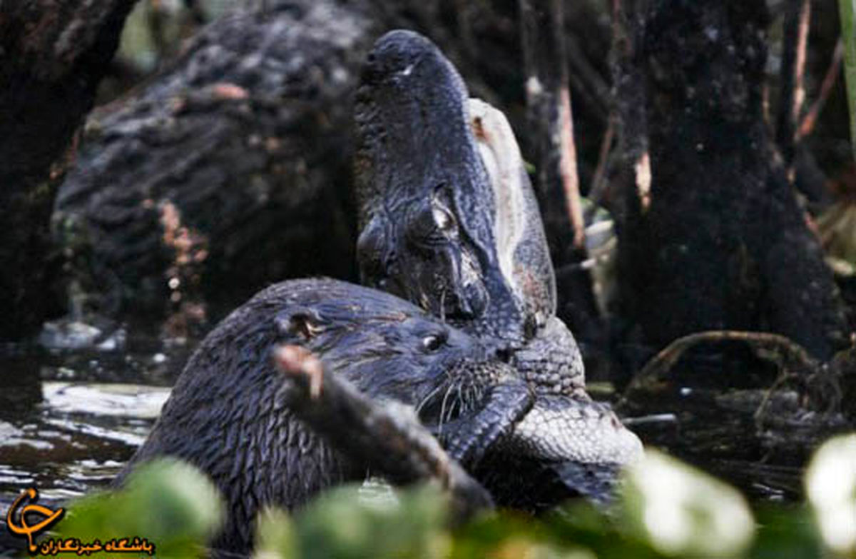 حمله عجیب سمور آبی به تمساح/تصاویر