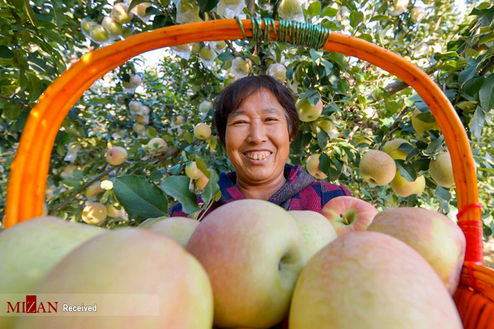 تصاویر:برداشت سیب در چین