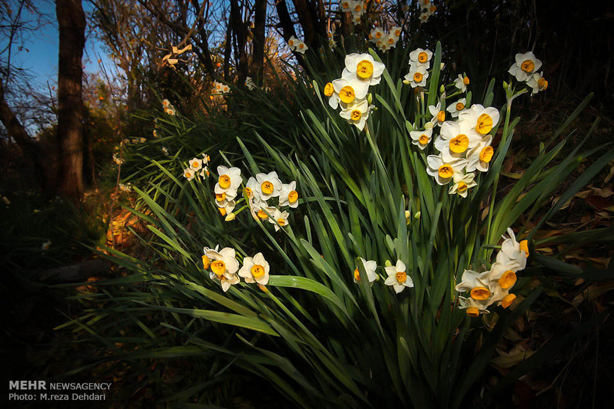 تصاویر/نرگس های زیبای شیراز