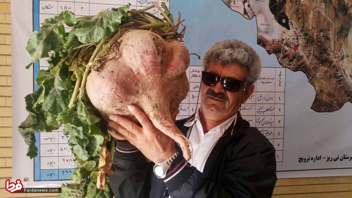 عکس: برداشت چغندر ۱۵ کیلویی در نی ریز