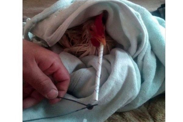 واکنش مرغداران گوشتی به ادعای مرغ تریاکی