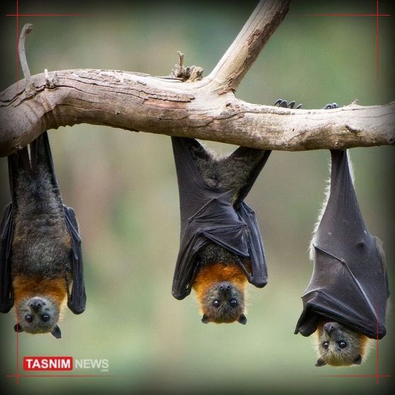 روسیه: کرونا احتمالا ساخته آمریکاست