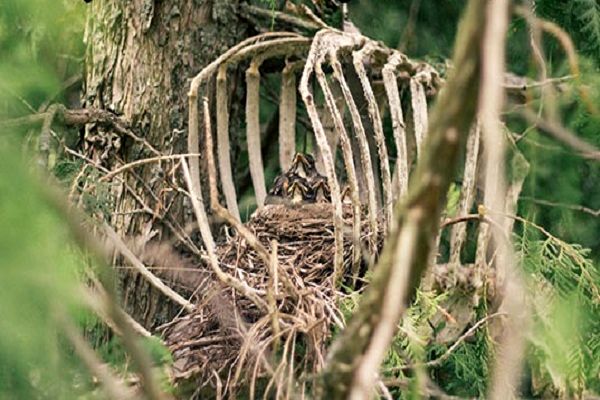عکس/ زندگی در دل مرگ!