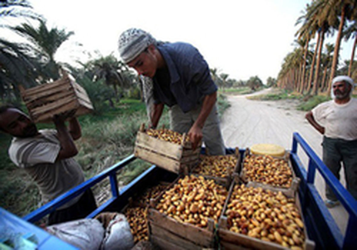 صادرات انواع خرما به ۸۶ کشور جهان