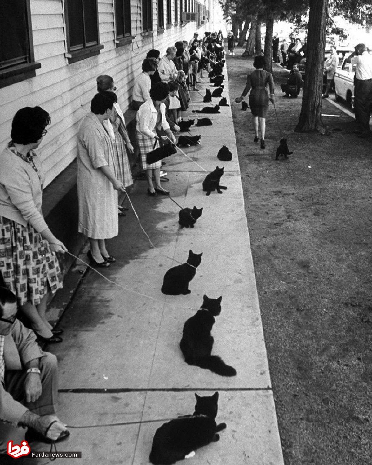 تست بازیگری ۱۳۲ گربه! +عکس