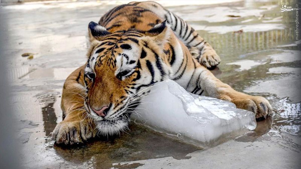 عکس/ یخ خوردن دیدنی ببر